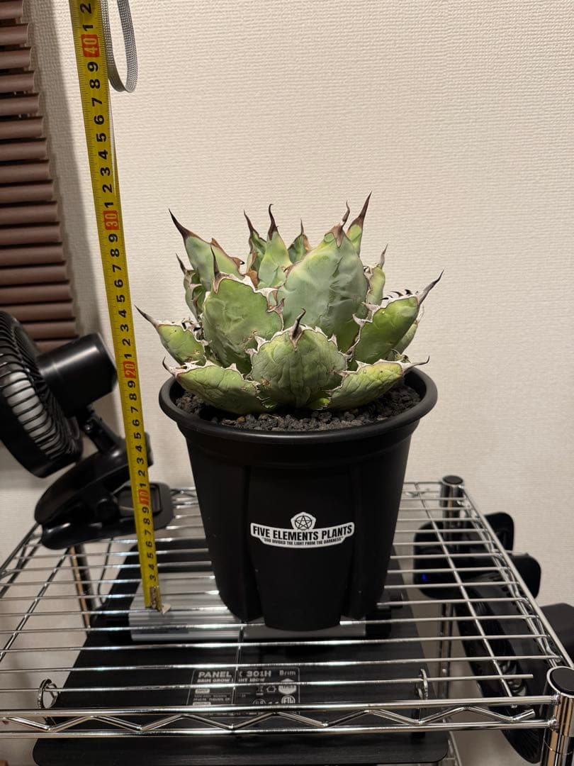 アガベ　ブラックアンドブルー　大株　美株