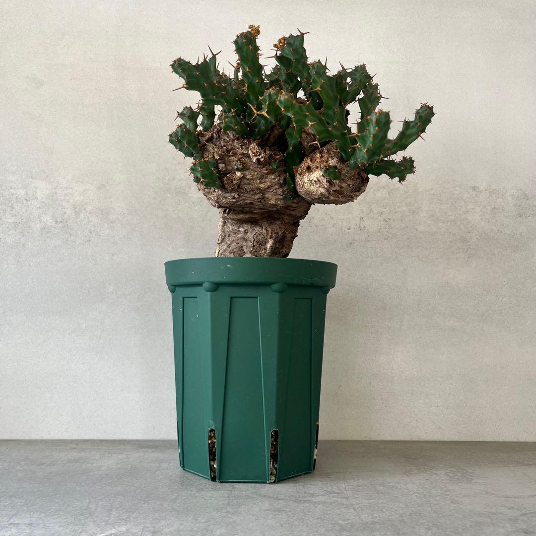 ユーフォルビア　クラビゲラ　現地球　Euphorbia clavigera Ⅱ