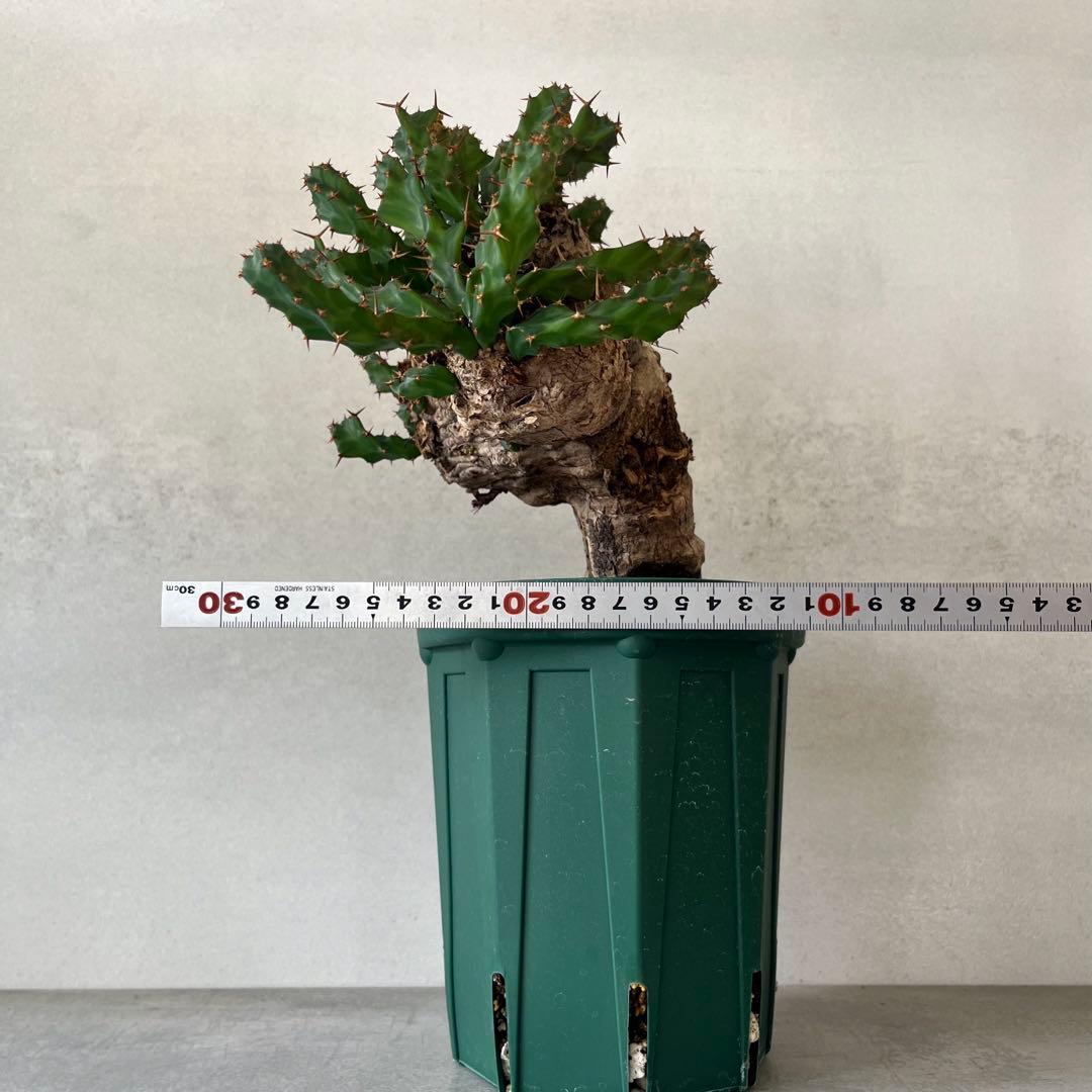 ユーフォルビア　クラビゲラ　現地球　Euphorbia clavigera Ⅱ