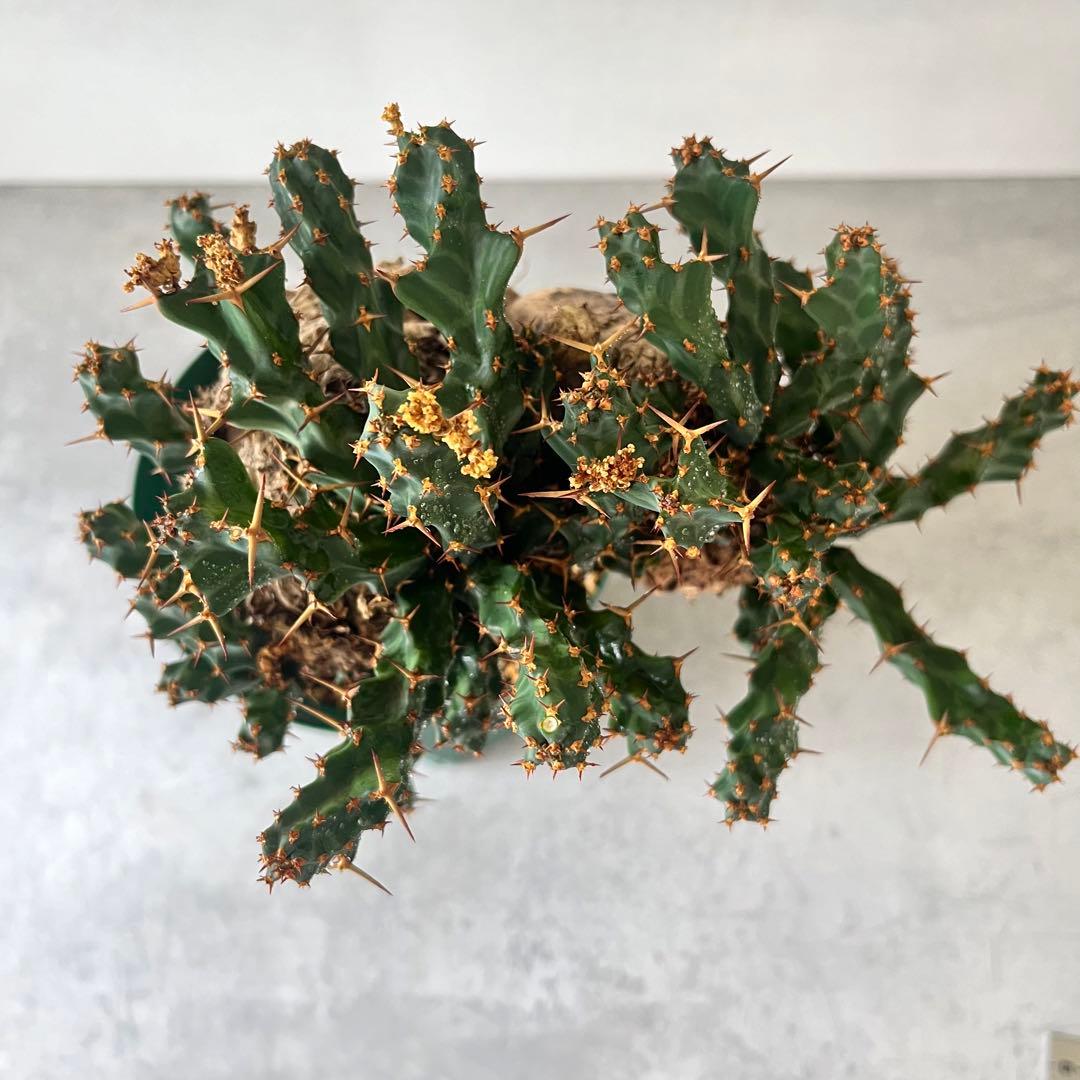 ユーフォルビア　クラビゲラ　現地球　Euphorbia clavigera Ⅱ