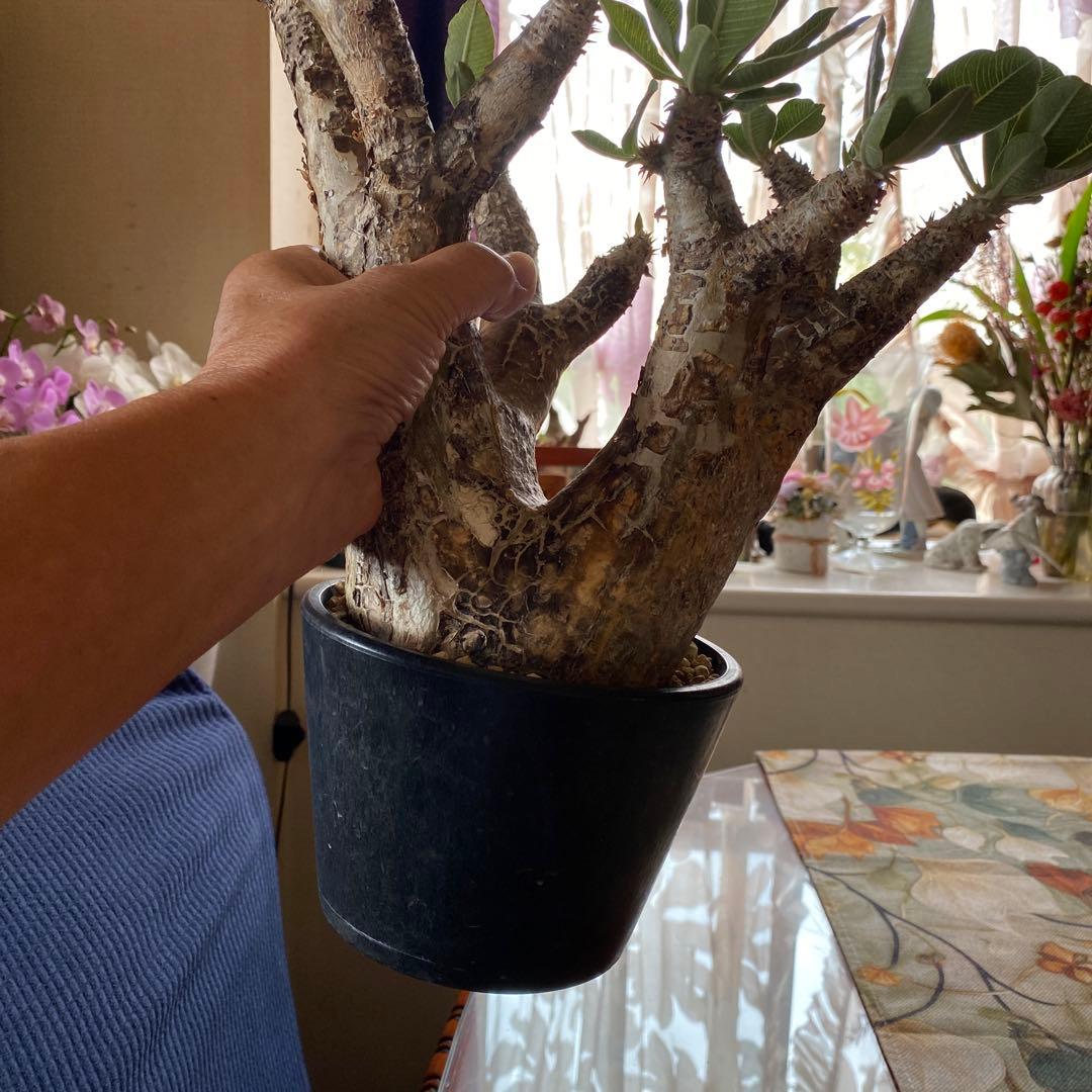 希少 イノピナツム多頭 大 現地球