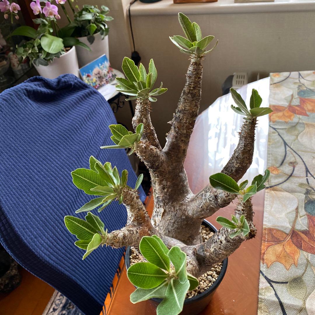 希少 イノピナツム多頭 大 現地球