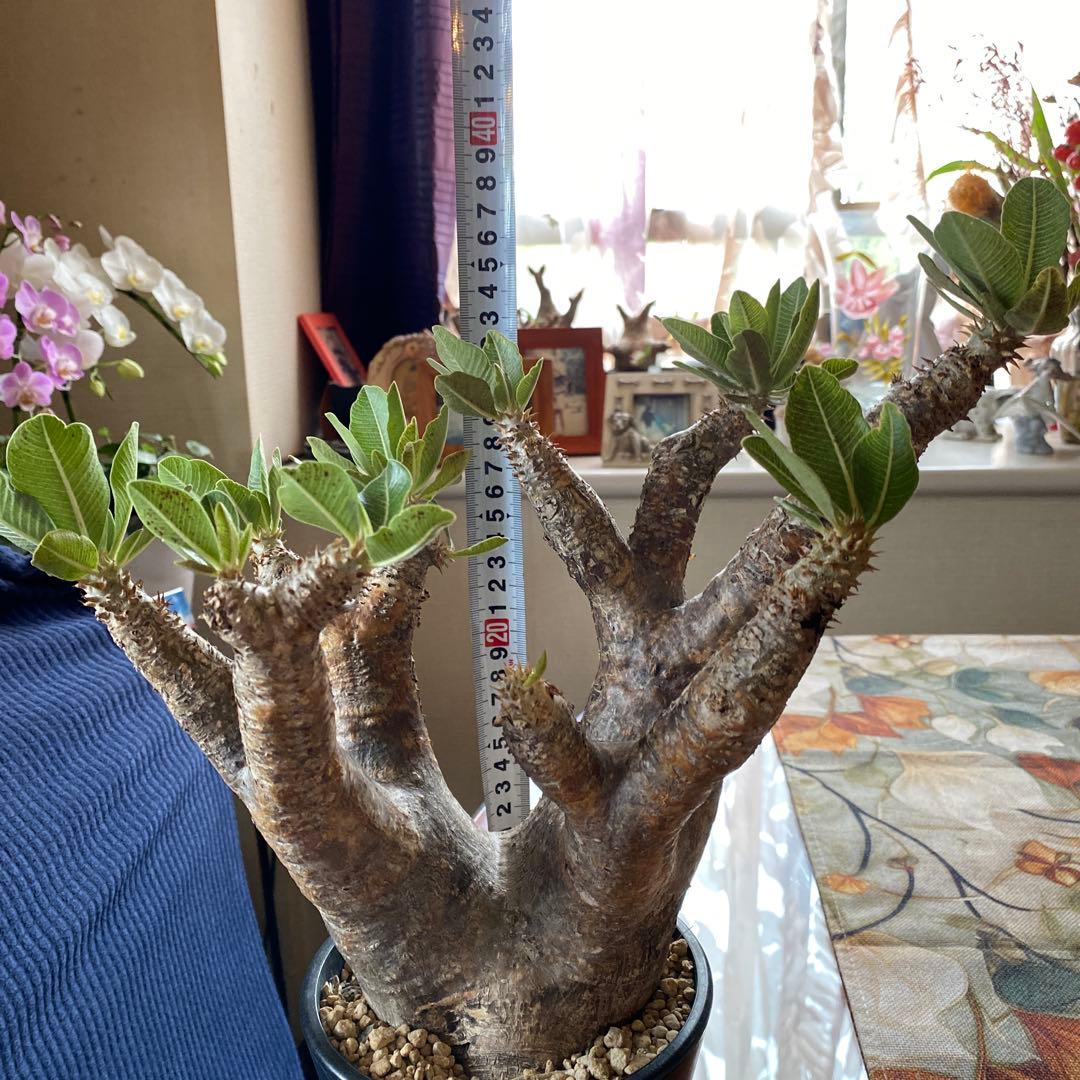 希少 イノピナツム多頭 大 現地球