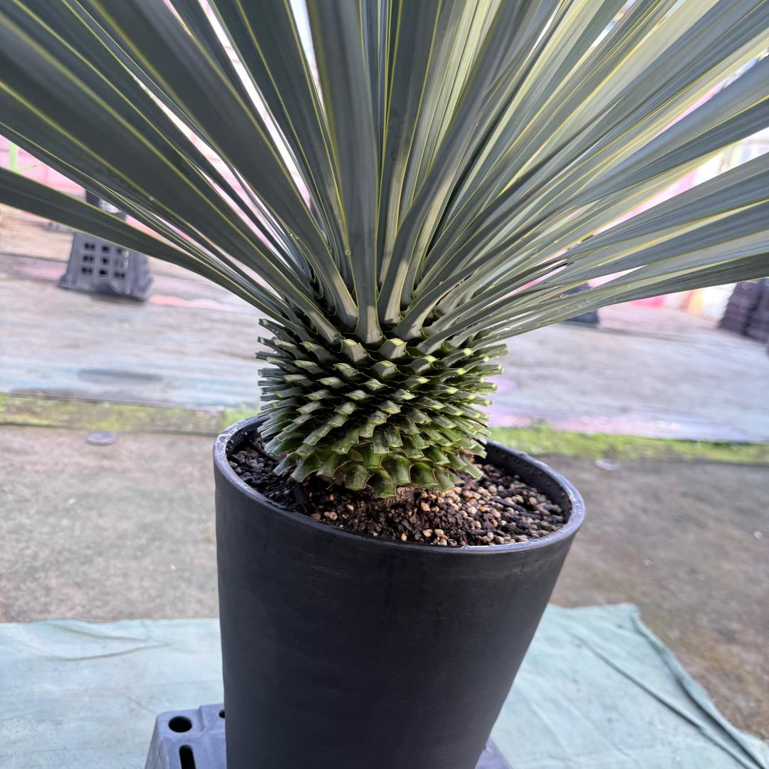 【AL1172】ユッカ　ロストラータ