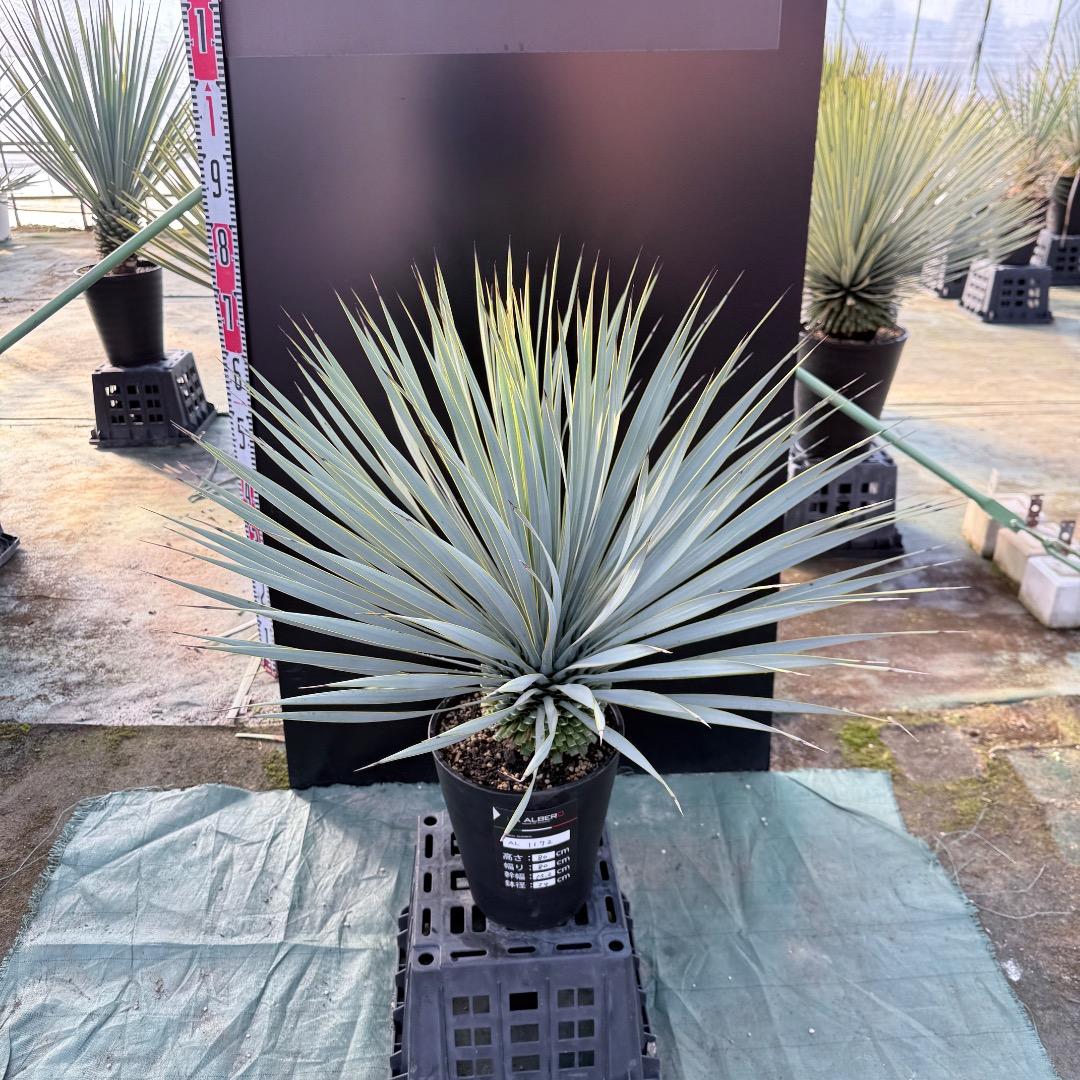 【AL1172】ユッカ　ロストラータ