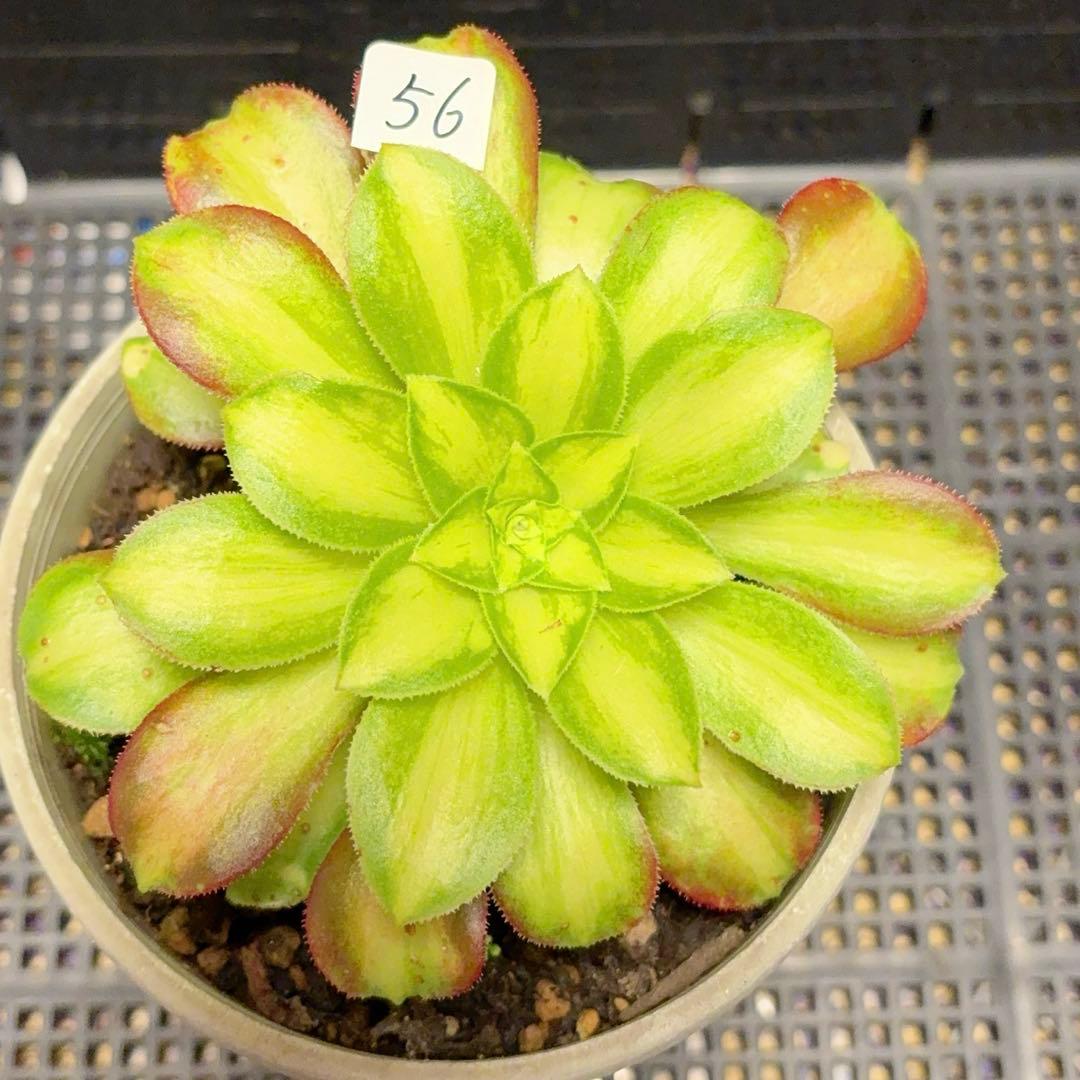 56 #植物アエオニウム❤️サラダボール中斑錦❤️1大頭12cm 拔き苗