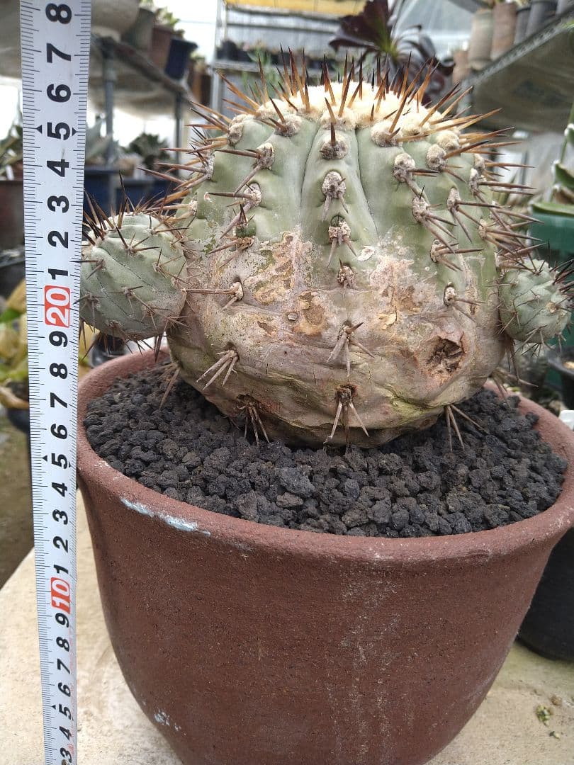 コピアポア　黒王丸　子付き　台付？