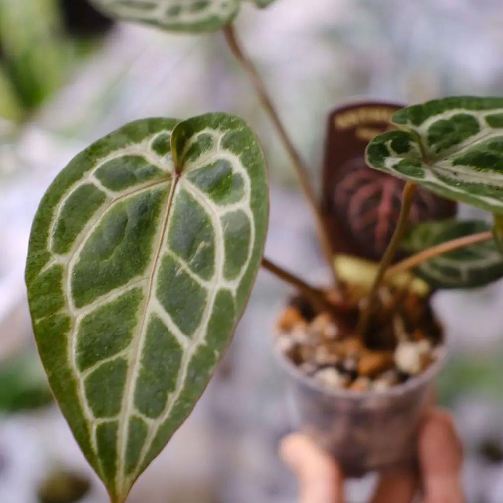 【正規】Anthurium 'Michelle' / アンスリウム・ミシェル⑦