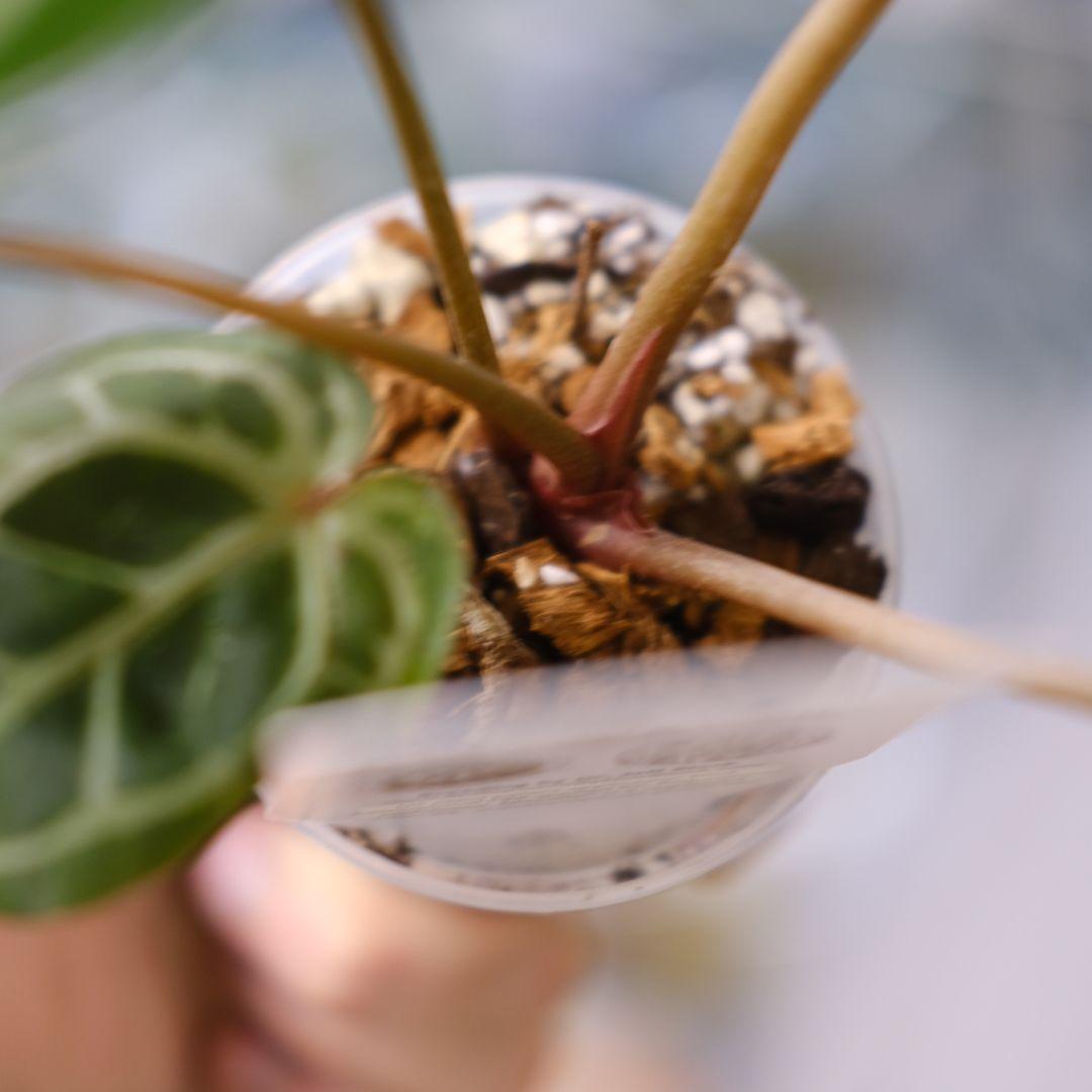 【正規】Anthurium 'Michelle' / アンスリウム・ミシェル⑦