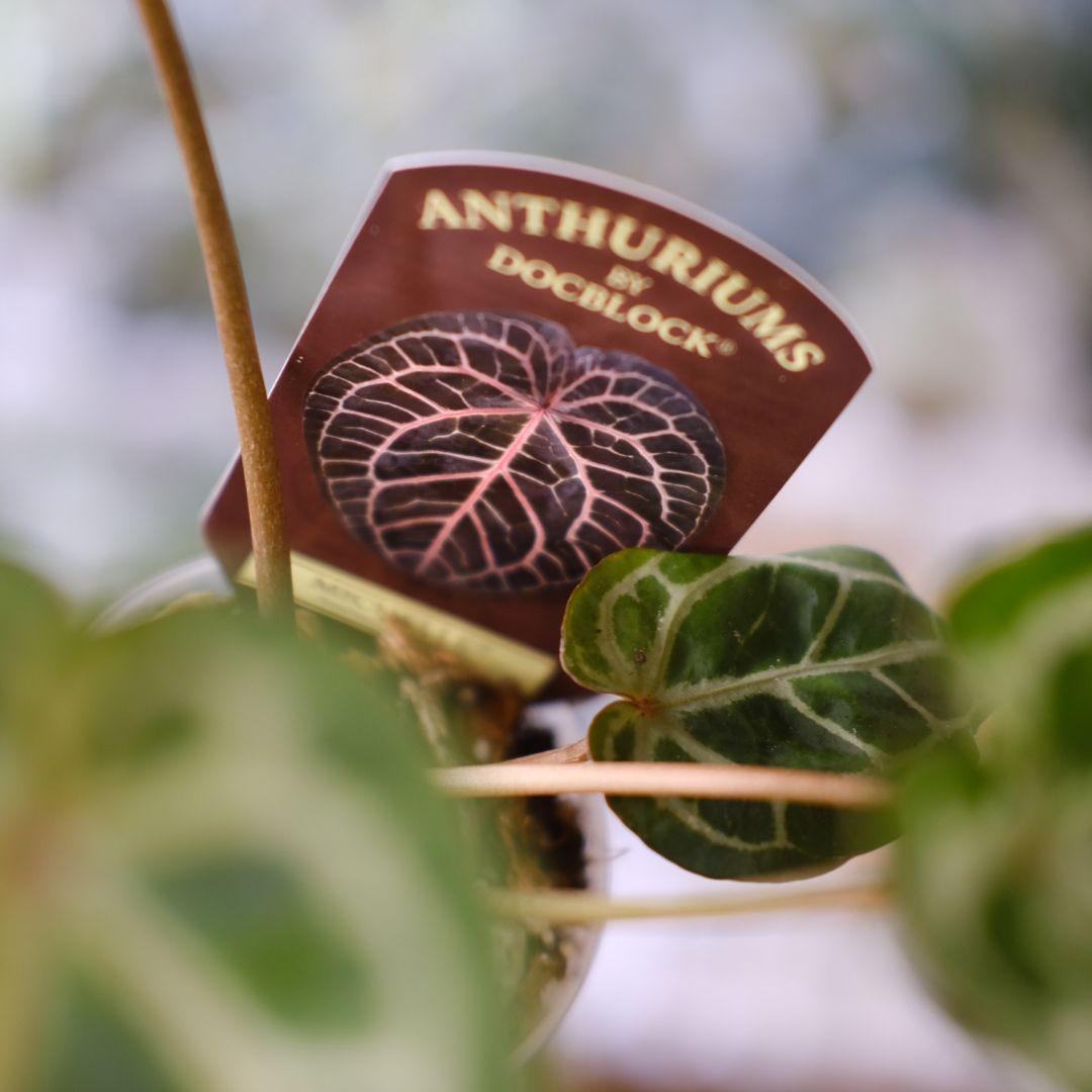 【正規】Anthurium 'Michelle' / アンスリウム・ミシェル⑦