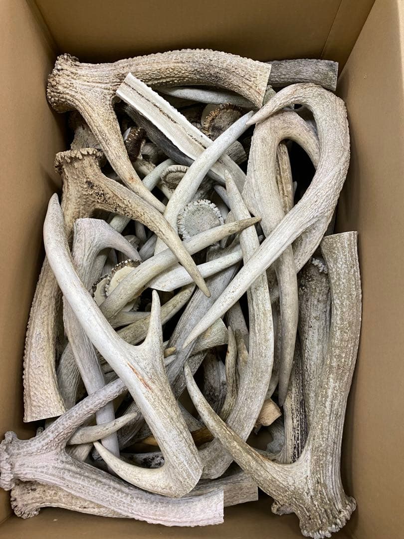 鹿の角　鹿のツノ　鹿角　鹿ツノ　蝦夷鹿　角　バンドメイド　クラフト　材料