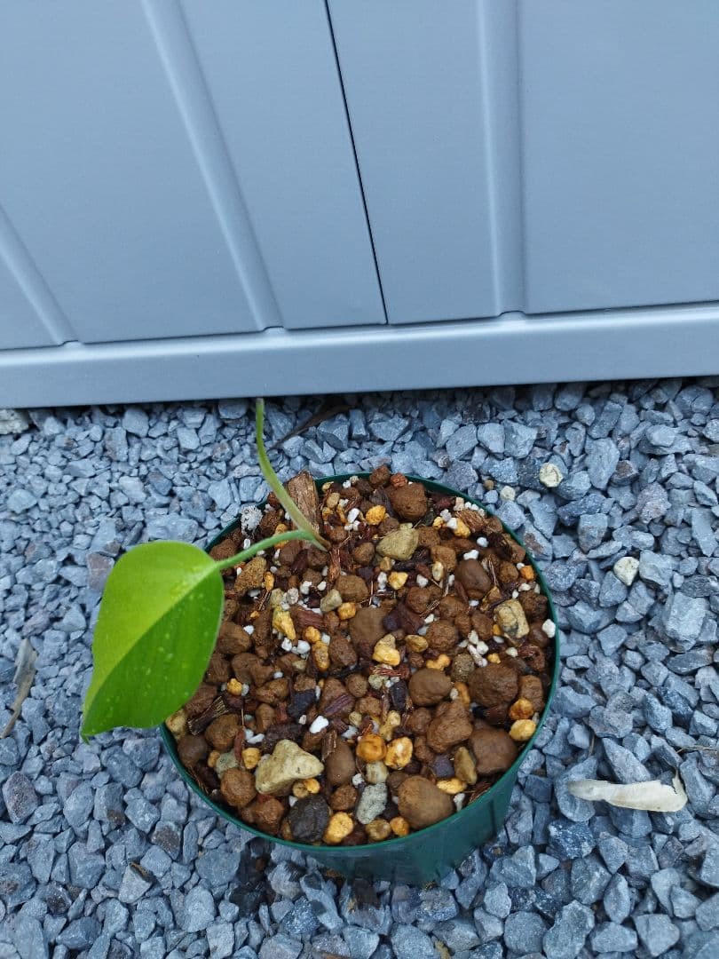 モンステラ・ポトス gas_yyi