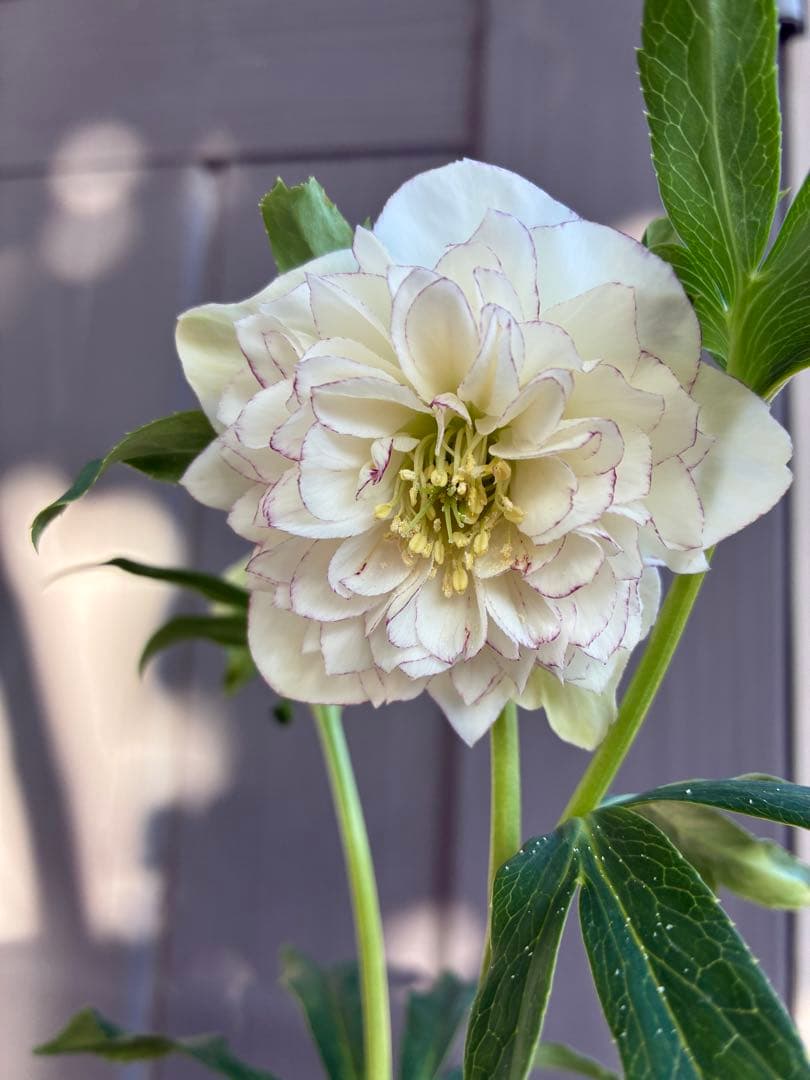 ♡開花中♡野田園芸　多弁ロゼット咲き