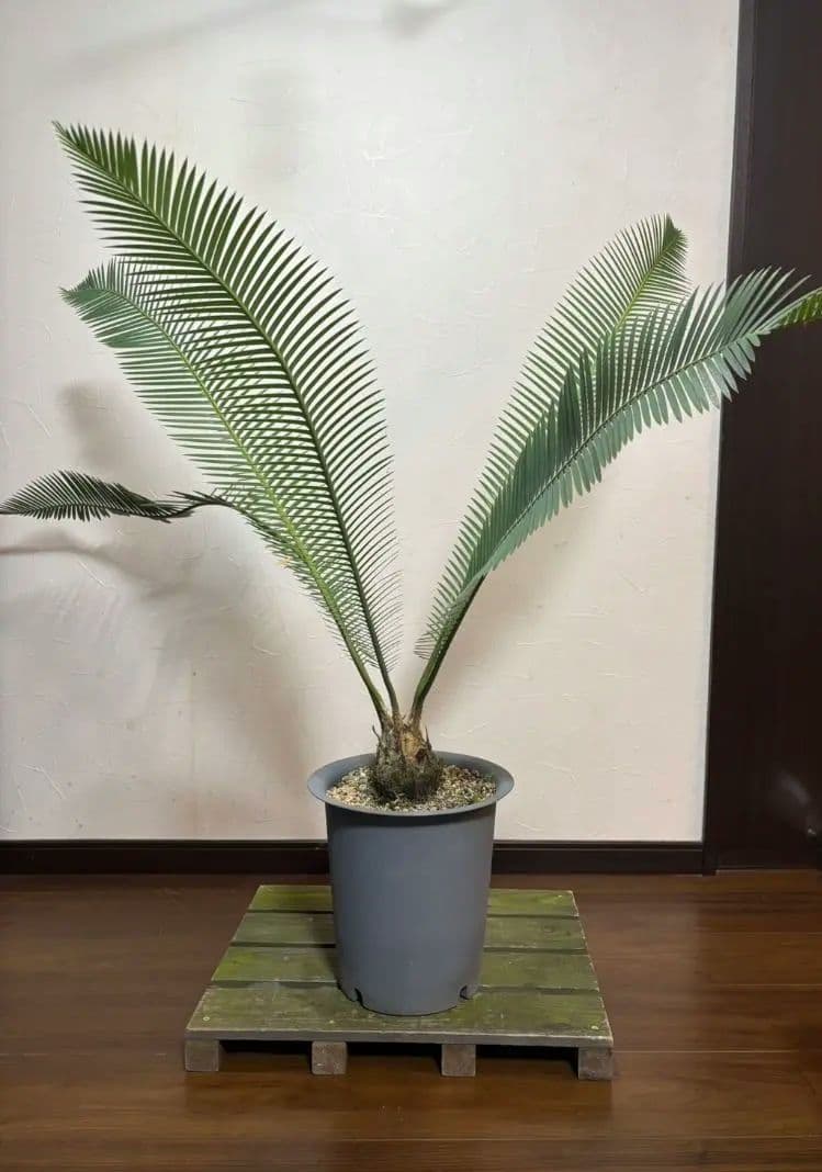 ディオーン エデュレ