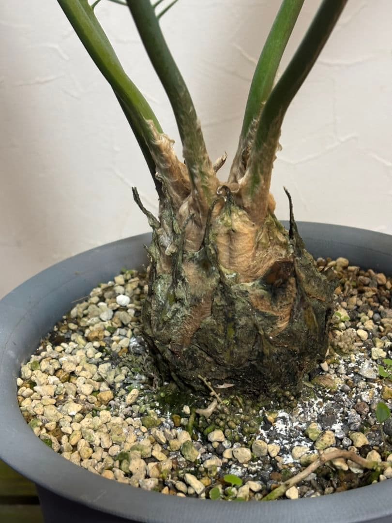 ディオーン エデュレ