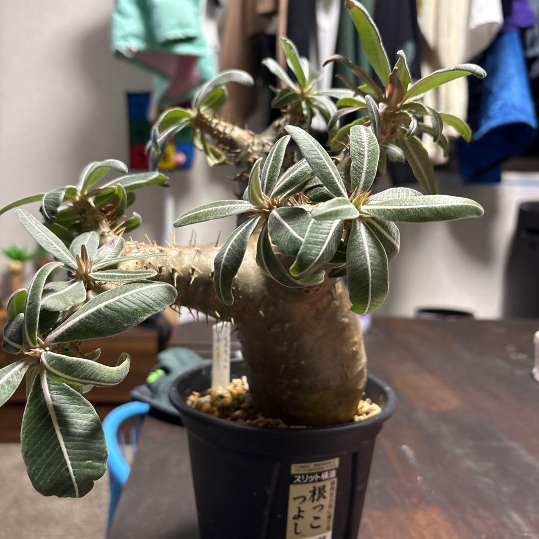 パキポディウムマカイエンセ塊根植物