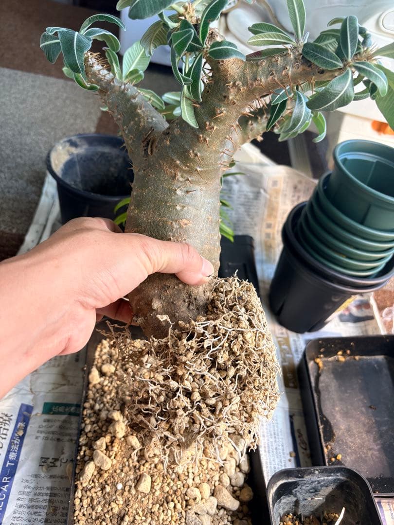 パキポディウムマカイエンセ塊根植物