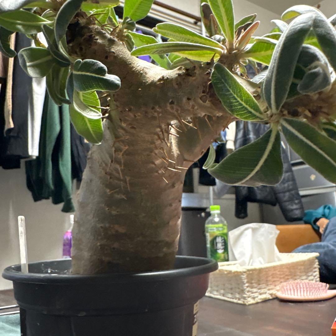 パキポディウムマカイエンセ塊根植物