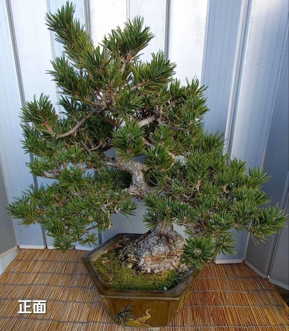 ※10月26日剪定後の写真3枚追加※ ●盆栽● ●寸消黒松● ●樹齢50年位●