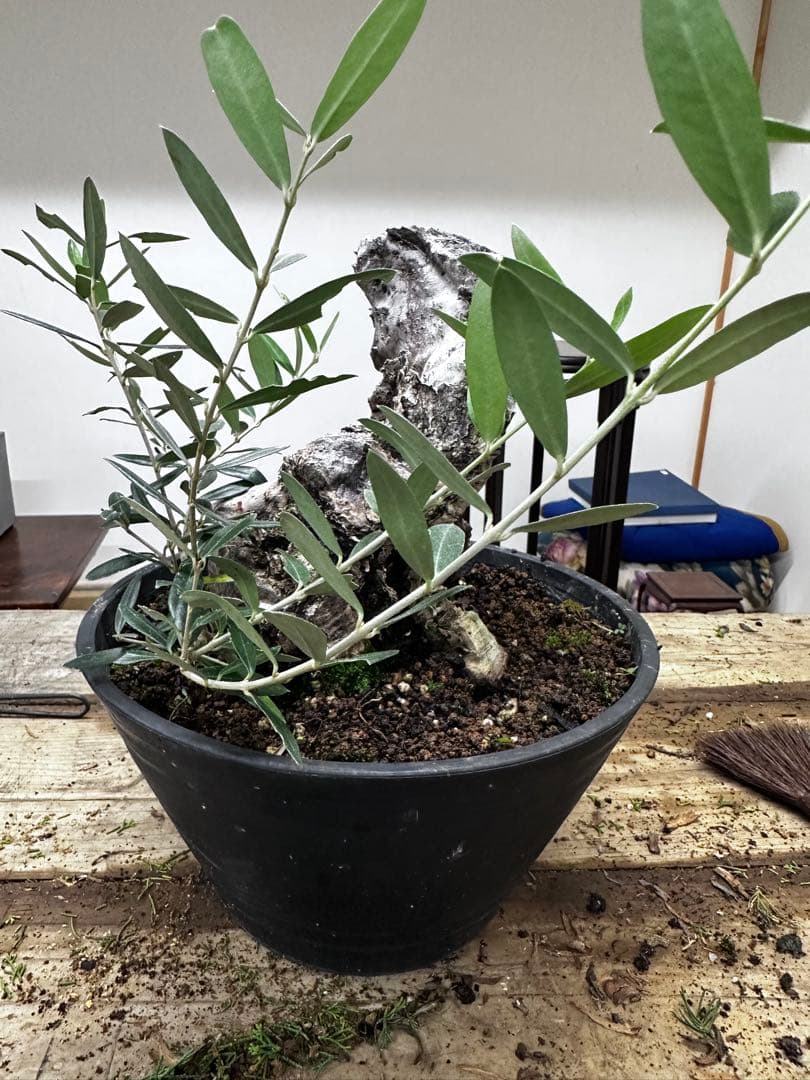 り*)様 古木オリーブ　盆栽
