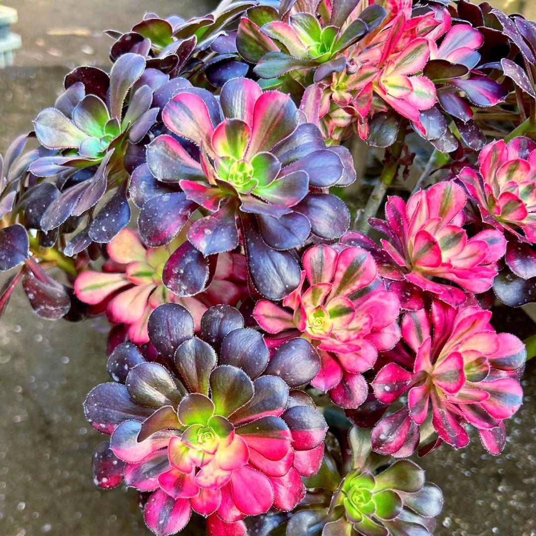 厳選‼️アエオニウム　シャネルレインボー　七彩ハーフ顔　株ごと　巨大株　抜き苗