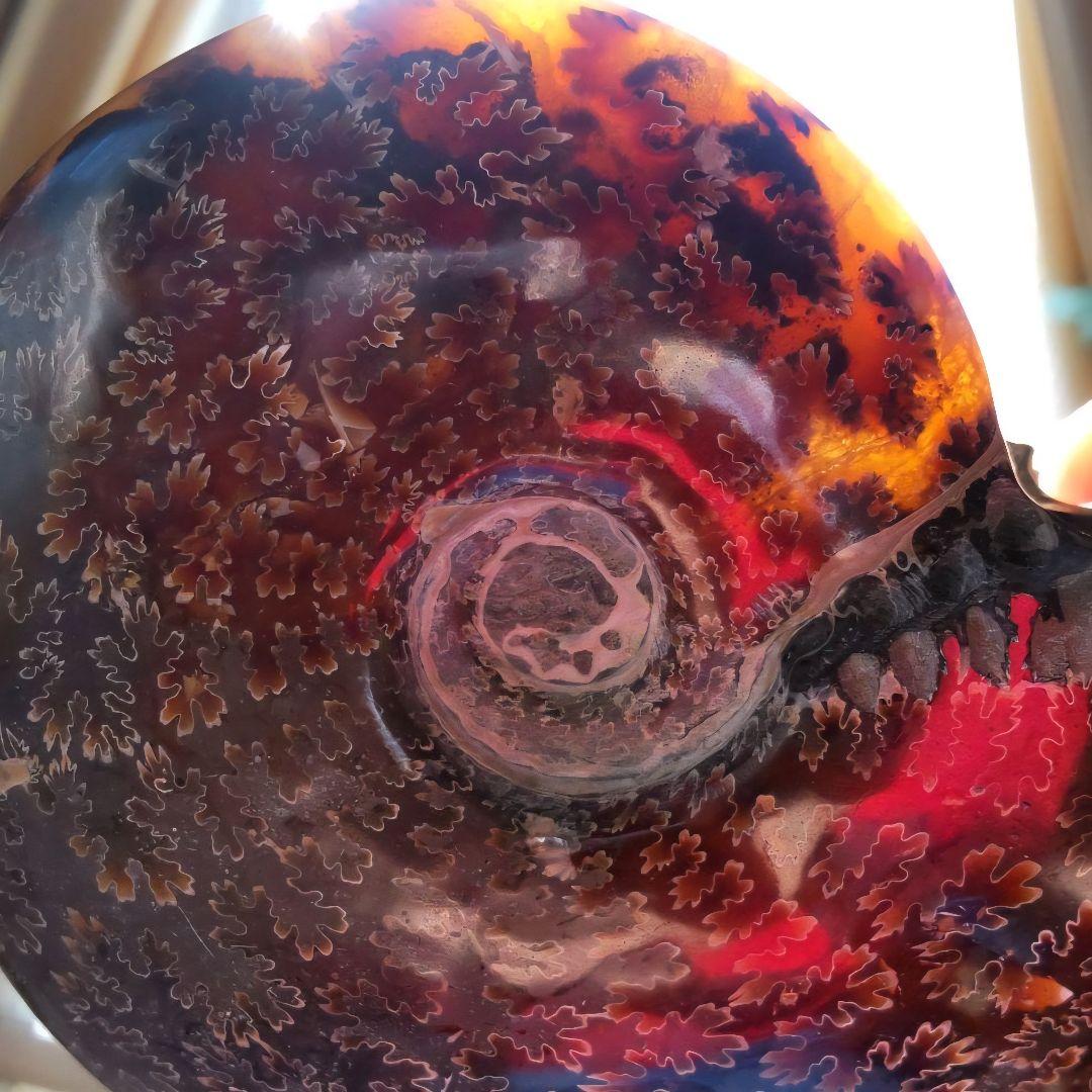 大型マダガスカル産 アンモナイト 化石 縫合線付