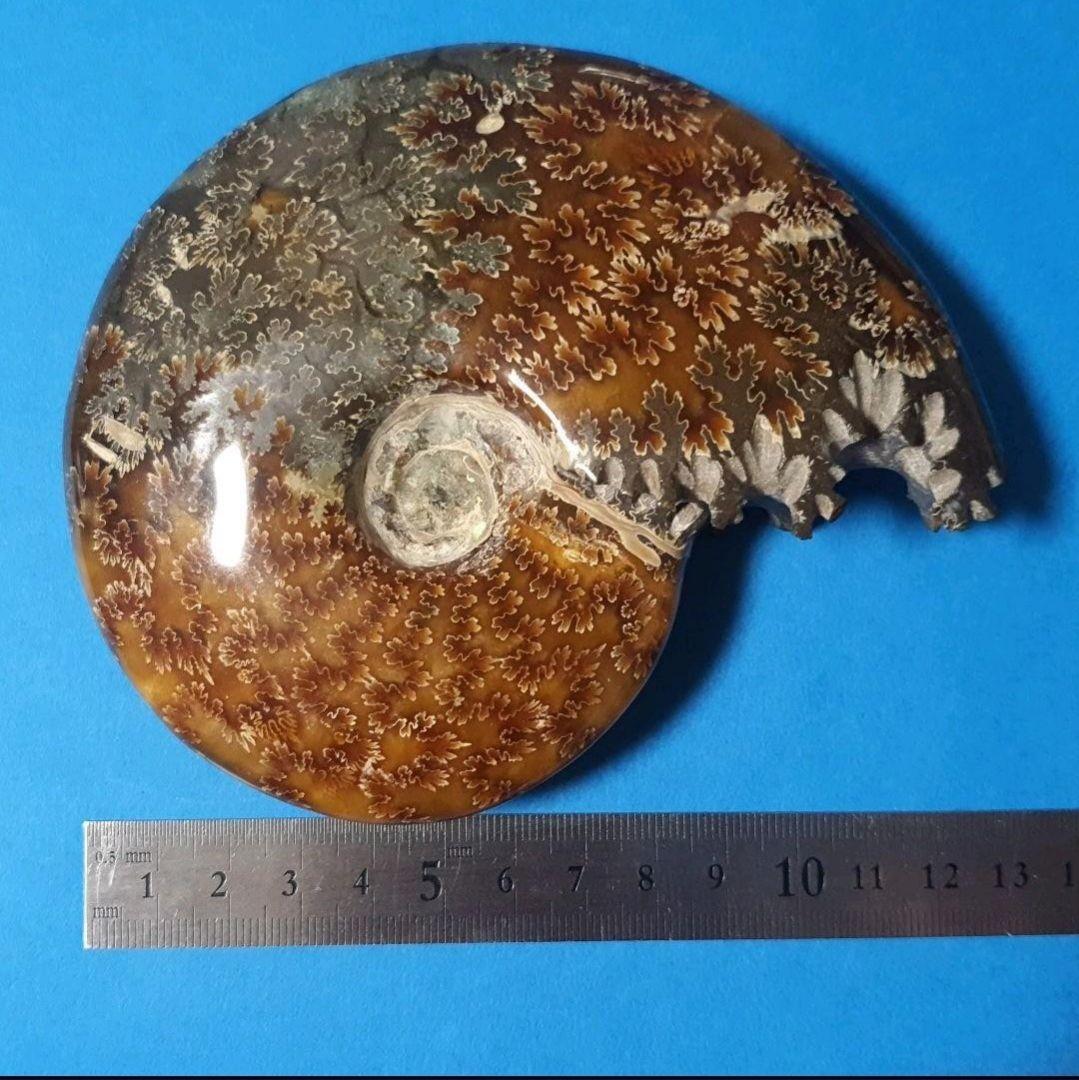 大型マダガスカル産 アンモナイト 化石 縫合線付