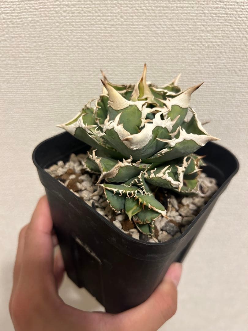 アガベ　チタノタ　大白鯊　lize血統　子株