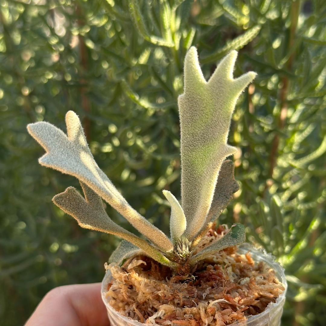 P.willinckii ’Asurada’ Sporeling 08