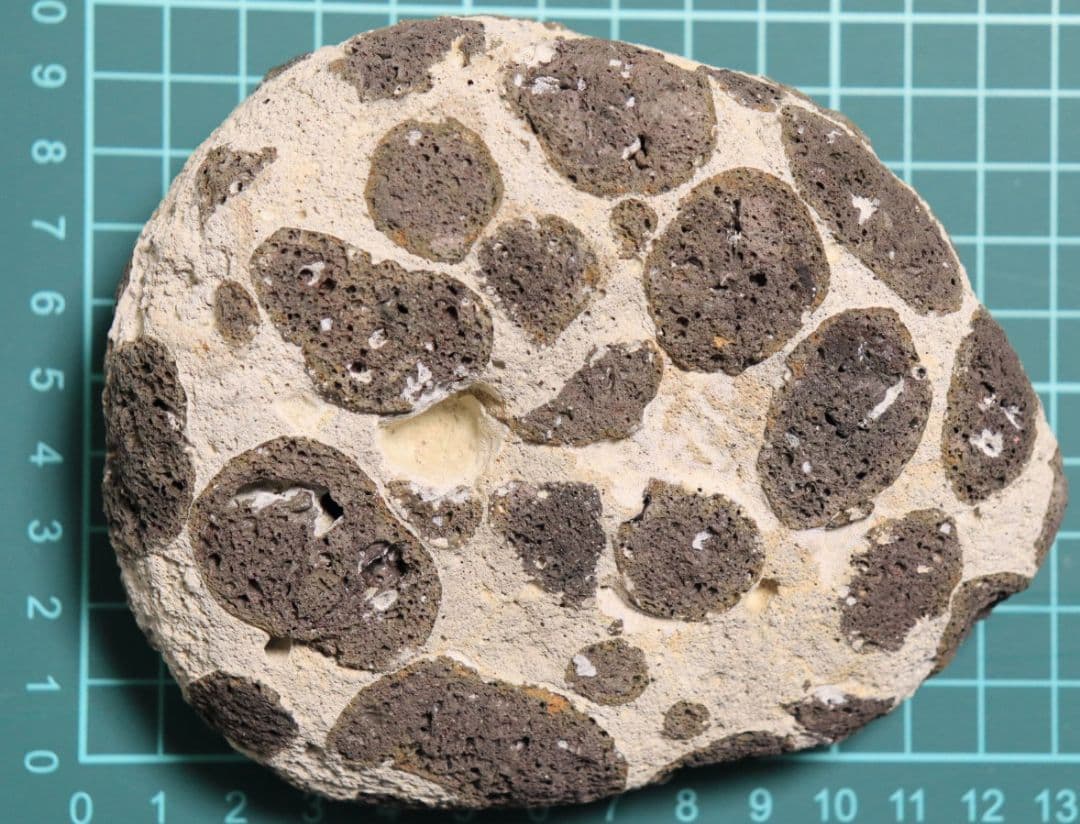 【海からの贈り物】軽石(まだら模様 パンダ石)