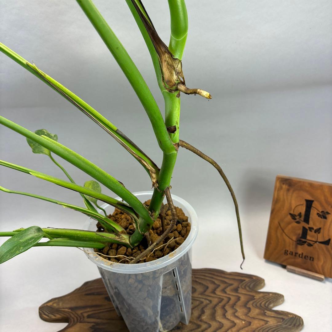 た**様 モンステラ バールマルクスフレーム lsw308