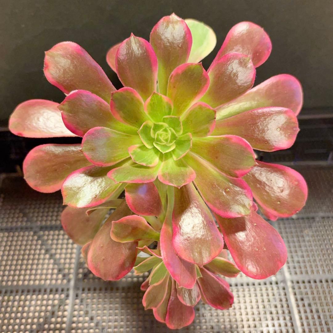 91#多肉植物アエオニウム錦❤️金絲雀锦❤️1大頭1小頭20cm拔き苗