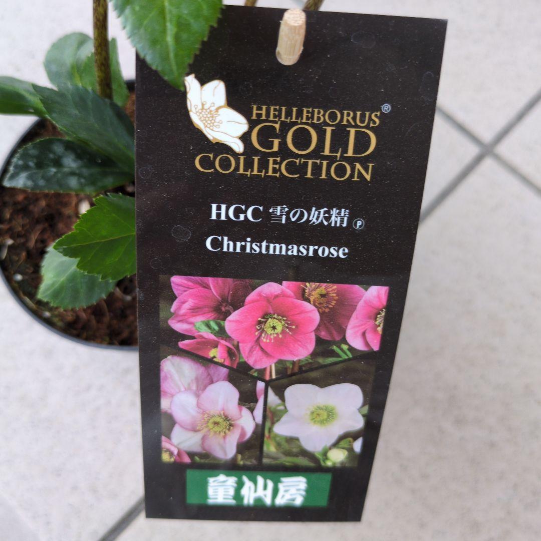 開花株　花苗 クリスマスローズ 氷の薔薇 雪の妖精 ニゲル ４鉢セット