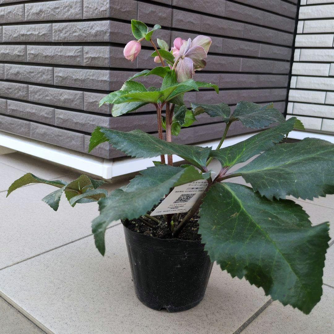開花株　花苗 クリスマスローズ 氷の薔薇 雪の妖精 ニゲル ４鉢セット
