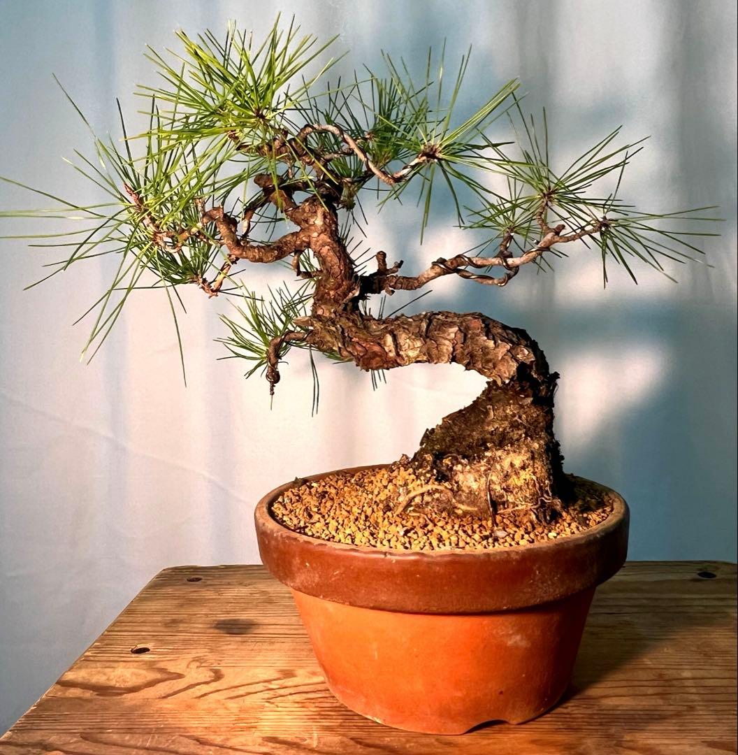 赤松　古木