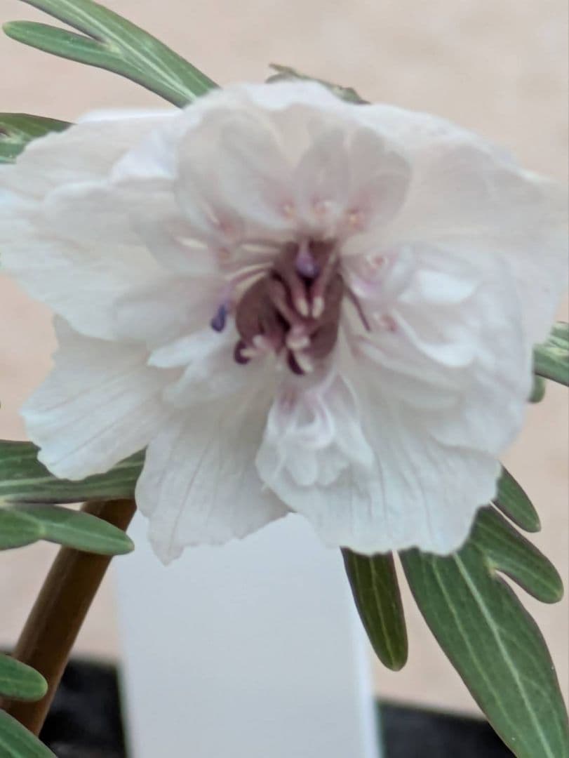 G.セツブンソウ　八重咲き　3花