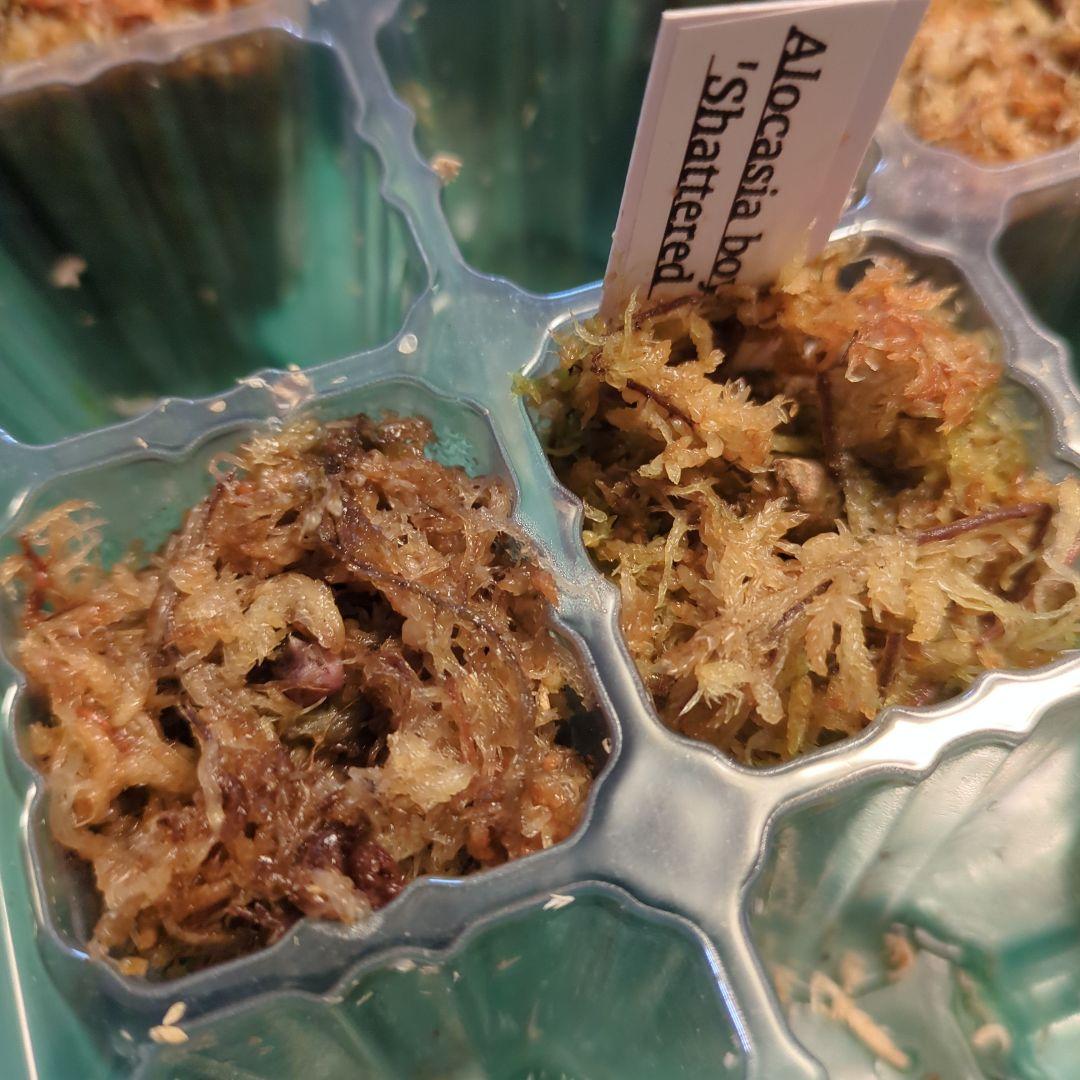 Alocasia shatteredglass コーム1つ