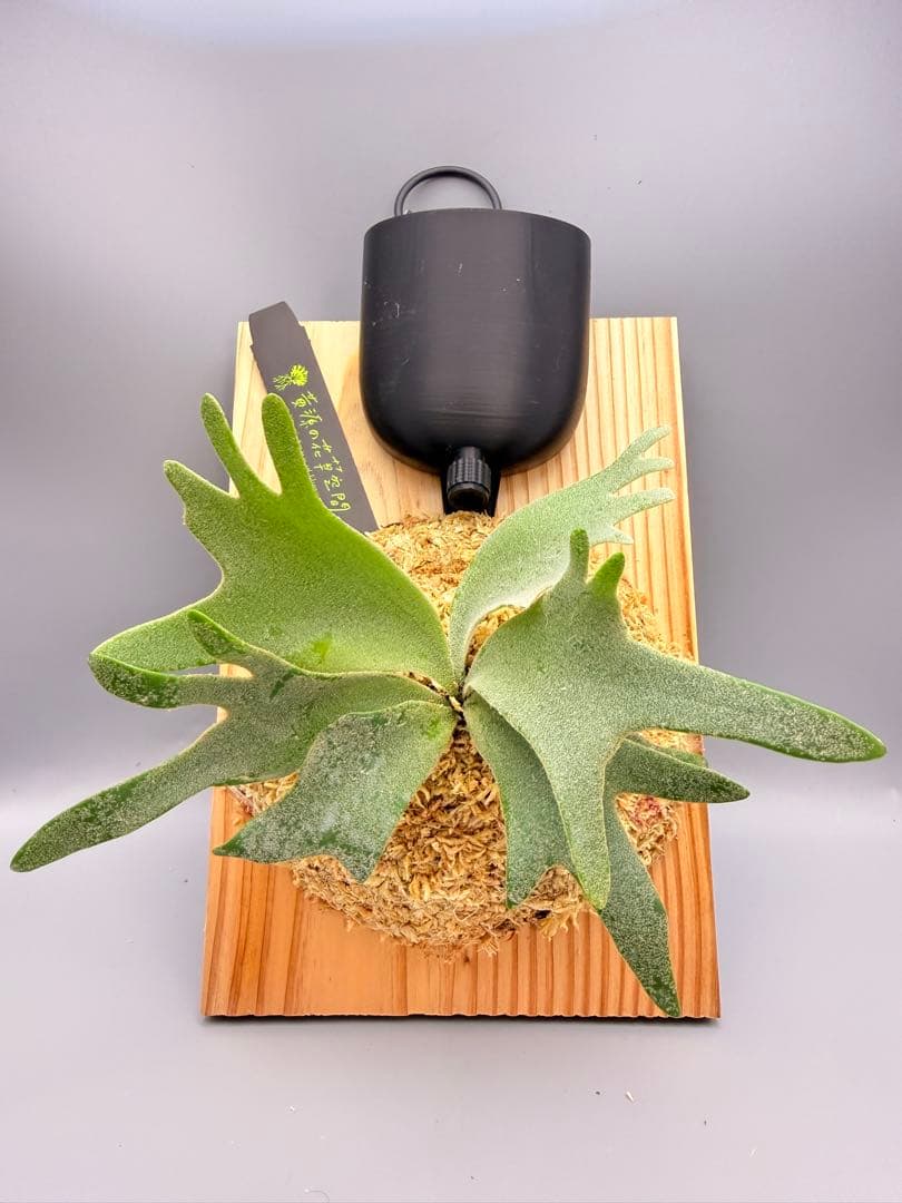 ビカクシダ willinckii Golden Boy sporeling 金童