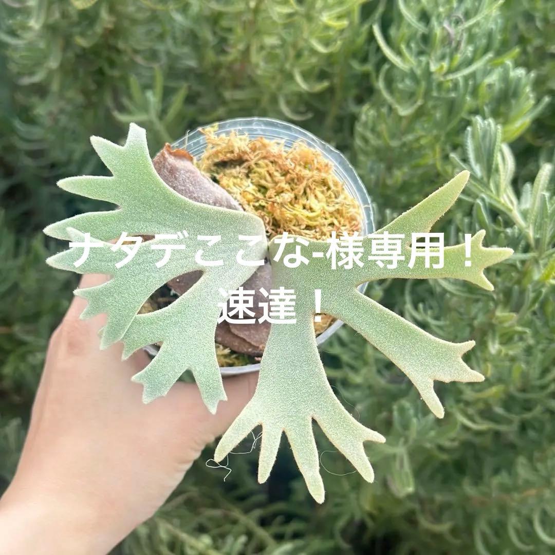 速達！！P. willinckii ’Bacteria’ spore 2101