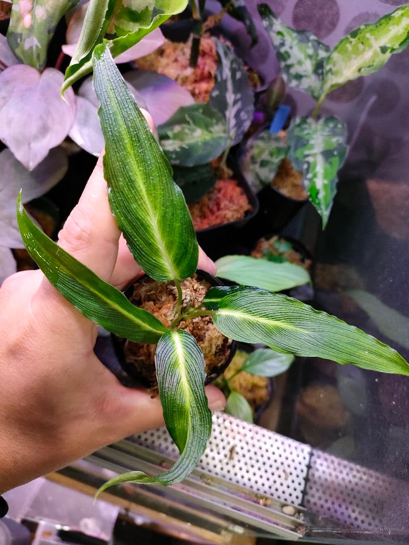 LA便 Homalomena sp.Papua【LA0021-05z】ホマロメナ