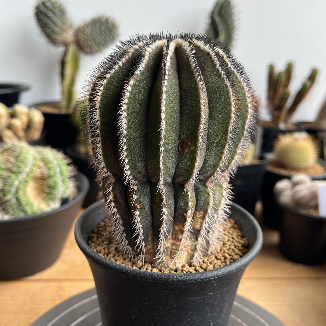 ユーベルマニア・ペクチニフェラ(抜き苗)