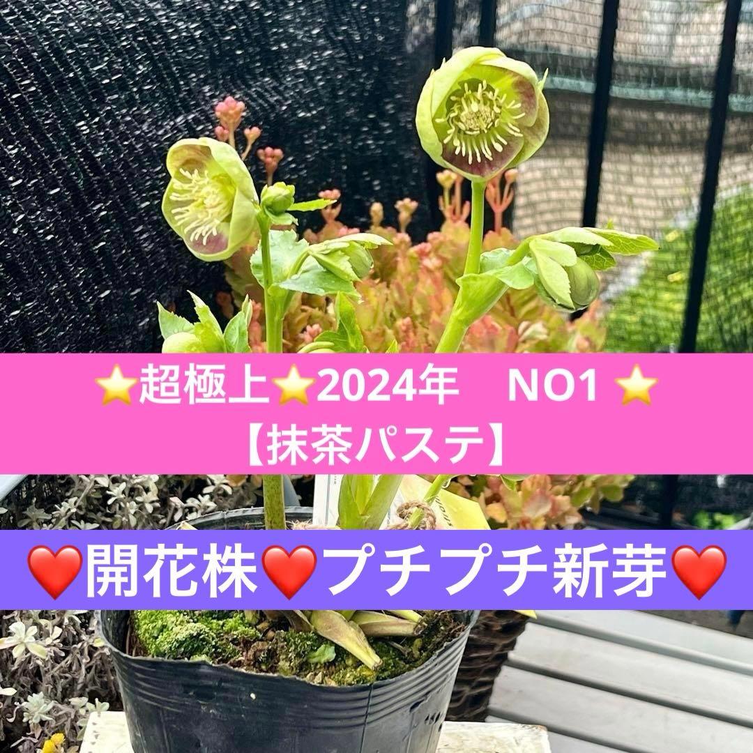の*ん様 ❤️開花株❤️プチプチ新芽❤️1267⭐️超極上⭐️2024年NO1⭐