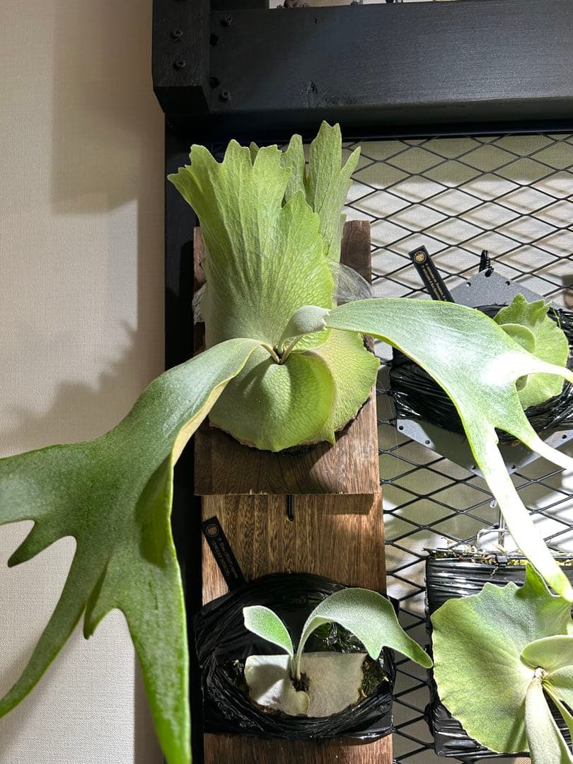 willinckii OMG White Gizmo mix スポア