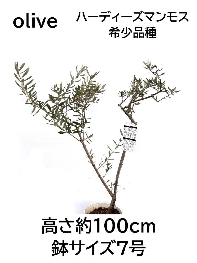 オリーブの木　ハーディーズマンモス　7号　約100cm　K-304　希少　現品