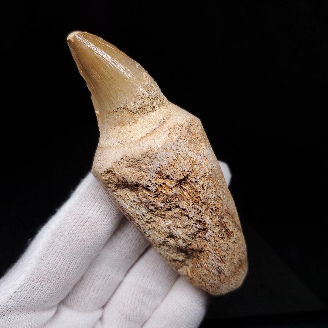 歯根付き モササウルス 化石 歯 本物 モロッコ産 90.10mm mos134