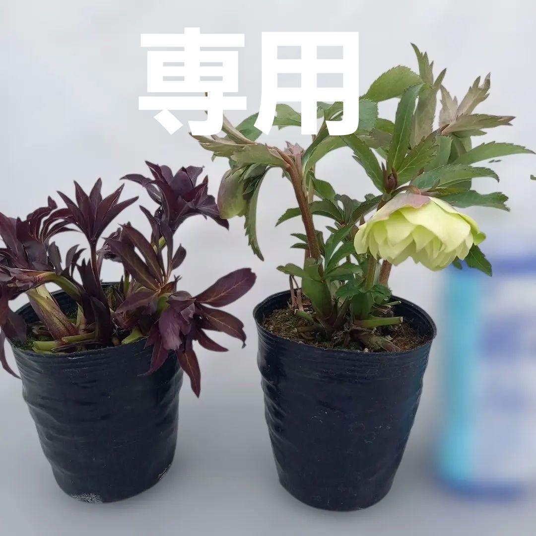 専用、カラーリーフがキレイ！クリスマスローズ2個セット、苗、開花株
