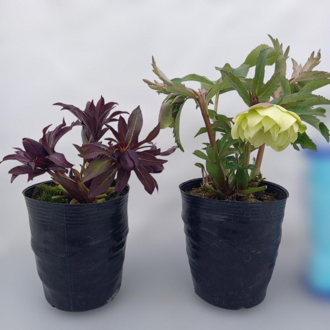 専用、カラーリーフがキレイ！クリスマスローズ2個セット、苗、開花株