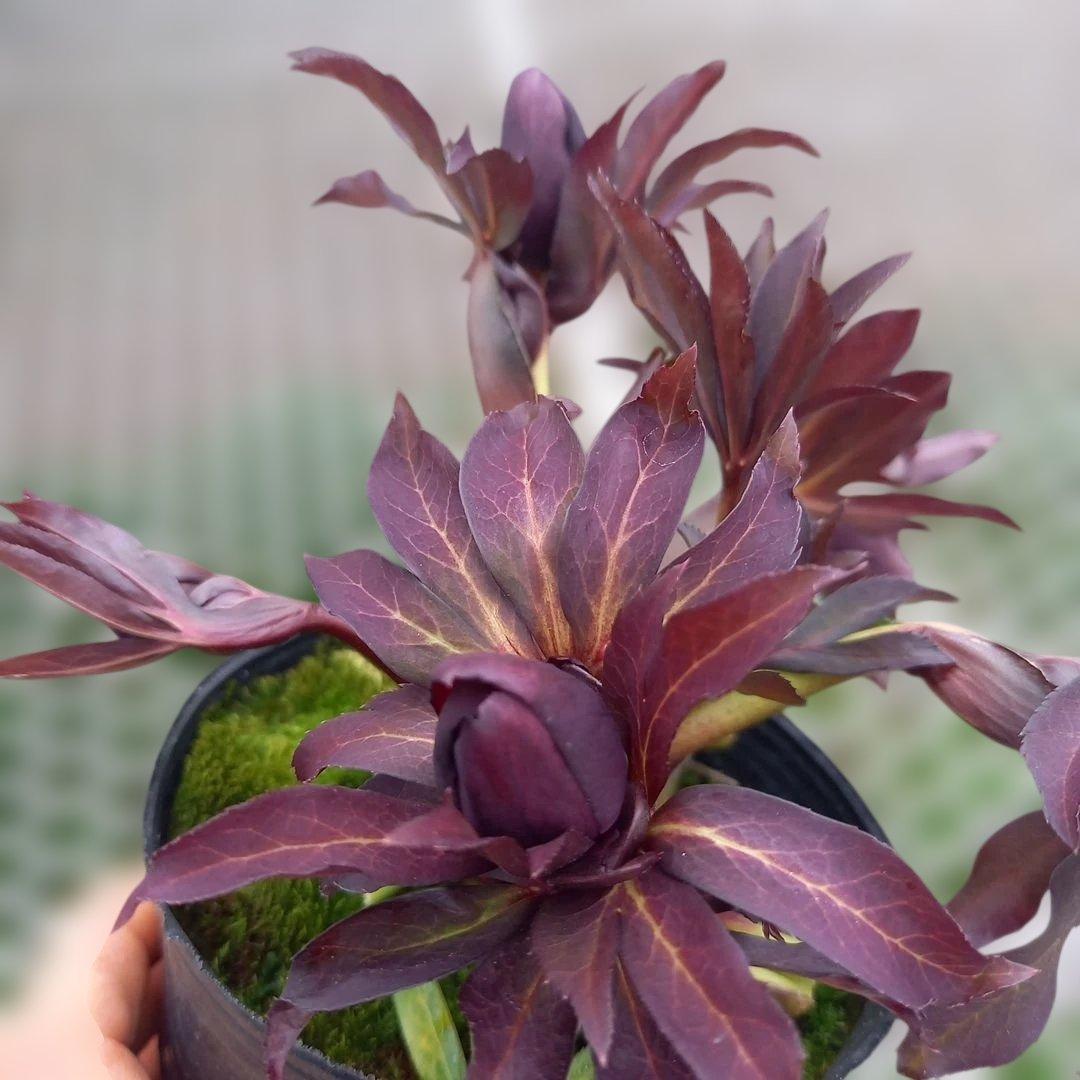 専用、カラーリーフがキレイ！クリスマスローズ2個セット、苗、開花株