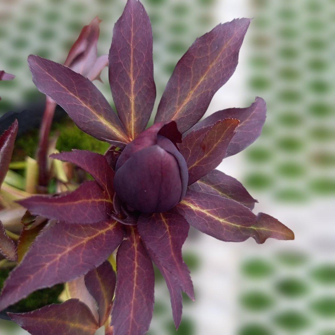 専用、カラーリーフがキレイ！クリスマスローズ2個セット、苗、開花株