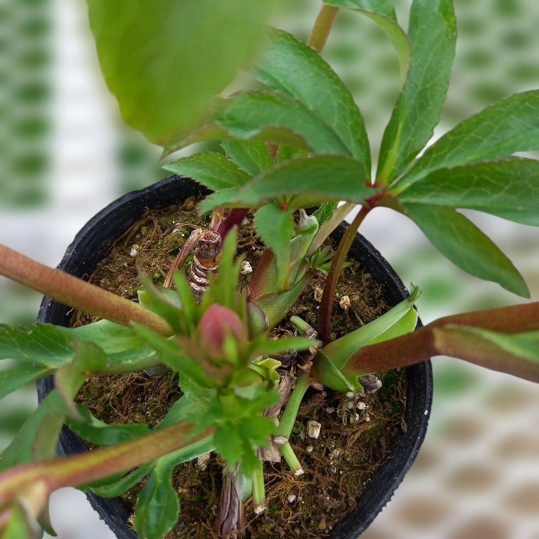 専用、カラーリーフがキレイ！クリスマスローズ2個セット、苗、開花株